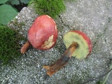 Hortiboletus campestris image