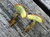 Hortiboletus campestris image