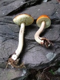 Leccinum longicurvipes image