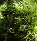 Cladonia pyxidata image
