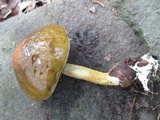 Leccinum longicurvipes image