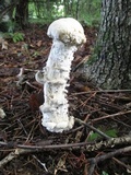 Hypomyces hyalinus image