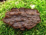 Hydnoporia tabacina image