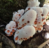 Abortiporus biennis image
