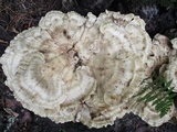 Meripilus sumstinei image