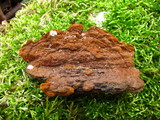 Hydnoporia tabacina image