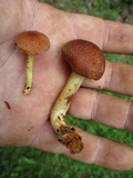 Tricholomopsis rutilans image