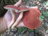 Xanthoconium purpureum image