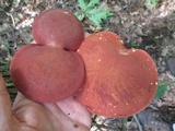 Xanthoconium purpureum image