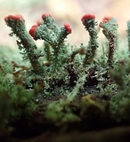 Cladonia floerkeana image