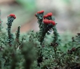 Cladonia floerkeana image