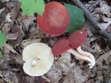 Xanthoconium purpureum image