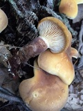 Tapinella atrotomentosa image