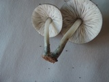 Pluteus americanus image
