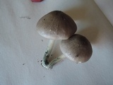 Pluteus americanus image