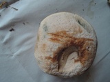 Tylopilus badiceps image