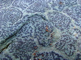 Porpidia albocaerulescens var. albocaerulescens image