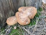 Tapinella atrotomentosa image