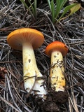Hygrophorus speciosus image