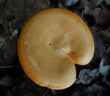 Hygrophoropsis aurantiaca image