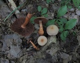 Cortinarius rubripes image