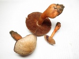 Cortinarius rubripes image