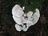 Tyromyces chioneus image