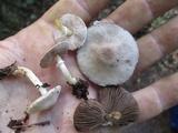 Agaricus diminutivus image
