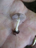 Agaricus diminutivus image