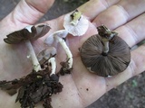 Agaricus diminutivus image