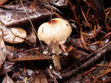 Lepiota magnispora image