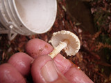 Lepiota magnispora image