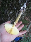 Amanita banningiana image