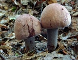 Sutorius eximius image