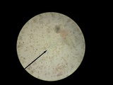 Amanita banningiana image