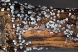 Hobsonia mirabilis image