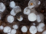 Hobsonia mirabilis image