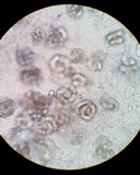 Hobsonia mirabilis image
