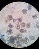 Hobsonia mirabilis image