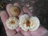 Crinipellis zonata image