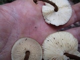 Crinipellis zonata image