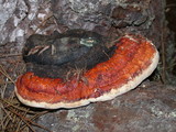 Fomitopsis mounceae image