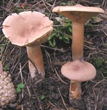 Lactarius helvus image