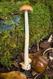 Amanita fuligineodisca image