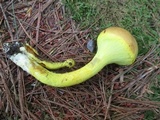 Pulveroboletus ravenelii image