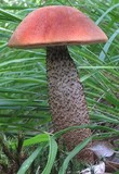 Leccinum aurantiacum image