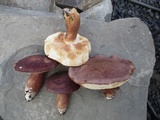 Tylopilus badiceps image