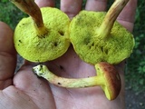 Xerocomus illudens image