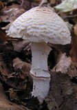 Lepiota ignivolvata image