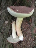 Tylopilus rubrobrunneus image